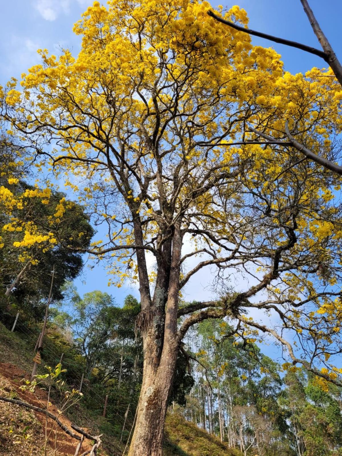 Pousada Recanto do Ypê Aiuruoca Exterior foto